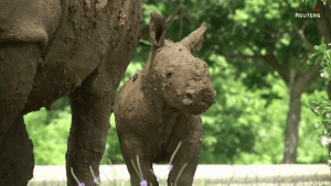 Nace bebé rinoceronte blanco en el zoológico de Cuba