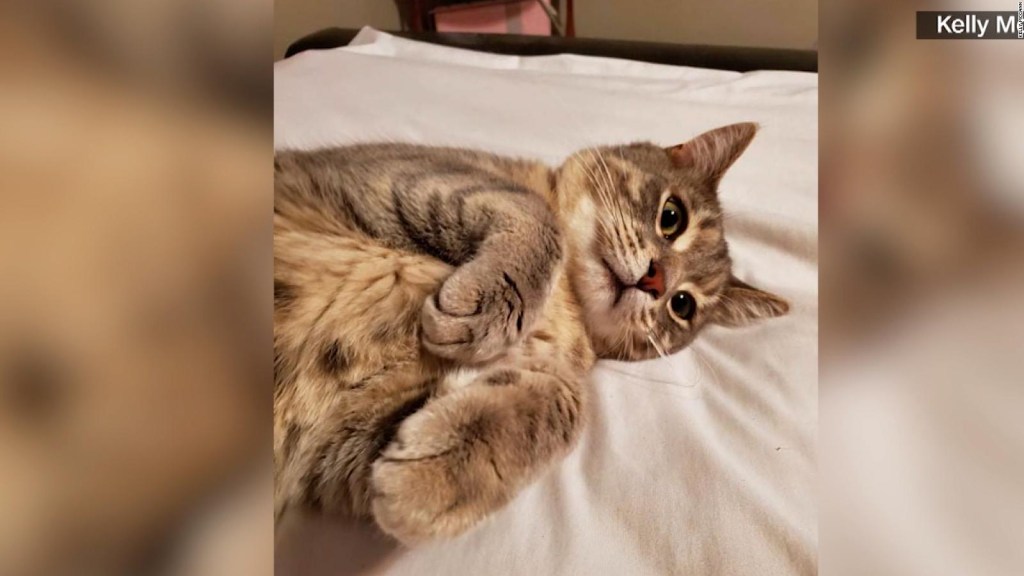 Mujer "secuestra" un gato porque lo confundió con su mascota