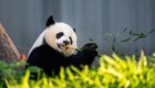 Estudio revela cuándo evolucionó la dieta de los pandas