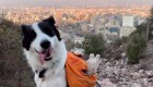 Conoce a Sam, el perro que limpia los parques de Chile
