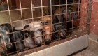 Así rescataron a 55 perros salchicha de un criadero ilegal en Buenos Aires