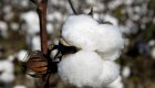 Cae el precio del algodón en EE.UU.