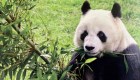 Panda más longeva de México muere después de su cumpleaños