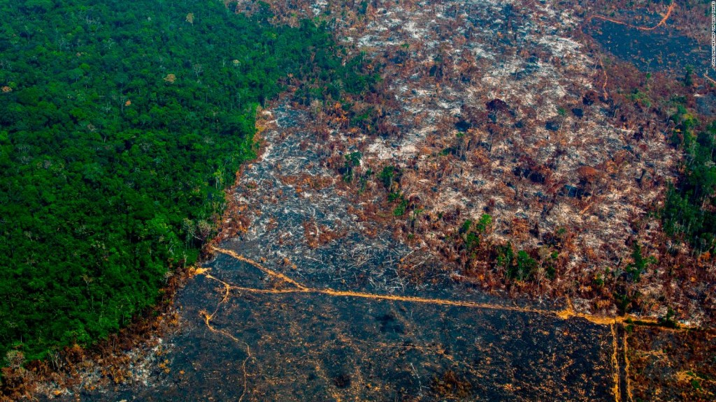 Estrategia de EE.UU. y Brasil contra la deforestación del Amazonas