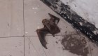 En el Metro rescatan a un murciélago herido