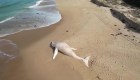 Inusual marea alta arrastró a una ballena blanca muerta a esta playa