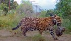 Nacen yaguaretés silvestres tras 70 años de ausencia en Iberá, Argentina