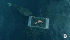 Mira el impresionante video del contacto de un buzo con un tiburón blanco