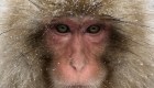 Monos salvajes atacan a residentes en Japón