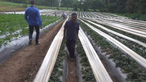 Proyecto agrícola busca que los hondureños no dejen su país