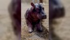 Este hipopótamo bebé ya tiene nombre. Lo eligieron en Twitter