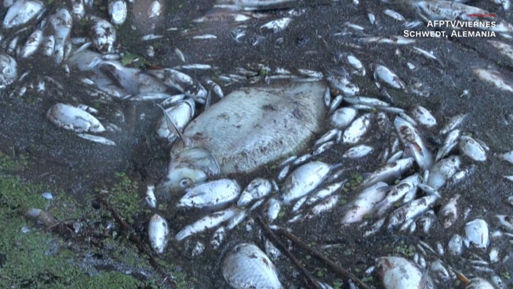 Aparecen miles de cadáveres de peces en un río entre Alemania y Polonia