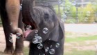 Mira a este bebé elefante jugar con burbujas por primera vez