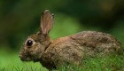 Así fue como 24 conejos iniciaron una "invasión" en Australia