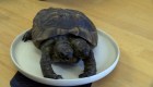 Conoce a Janus, la tortuga de 2 cabezas que cumple 25 años de edad