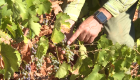 Olas de calor y sequía afectan la industria vitivinícola en España