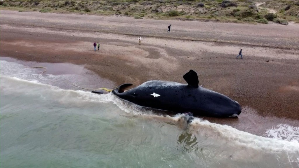 Hallan al menos 15 ballenas muertas en la Patagonia argentina