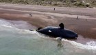 Hallan al menos 15 ballenas muertas en la Patagonia argentina