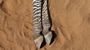La sequía en Kenya está matando a estas raras cebras y otros animales