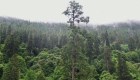 Encuentran un árbol de más de 83 metros en China