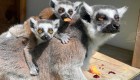 Nacen cuatro pares de gemelos de lémures en un zoo de Nueva Zelandia