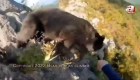 Mira cómo un oso ataca a un escalador en un acantilado
