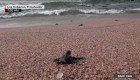 Liberan tortugas en playa Los Cóbanos en El Salvador