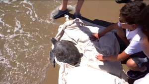 Niños limpian playas y devuelven a su hábitat a fauna marina