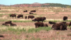 Mujer sobrevive al ataque de un bisonte en Texas