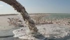 Arrojan toneladas de pescados a los pelícanos en Israel