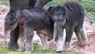 Elefantes asiáticos gemelos nacen en el zoológico de Syracuse