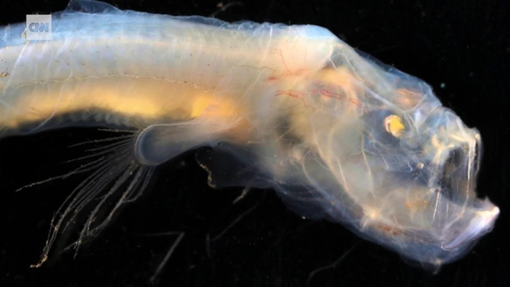 Descubren nuevas y alucinantes criaturas marinas en el fondo del Océano Índico