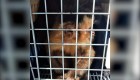 Rescatan a tres pequeños monos del tráfico ilegal en Argentina