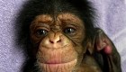 Así fue el reencuentro entre una madre y su bebé chimpancé después de nacer por cesárea