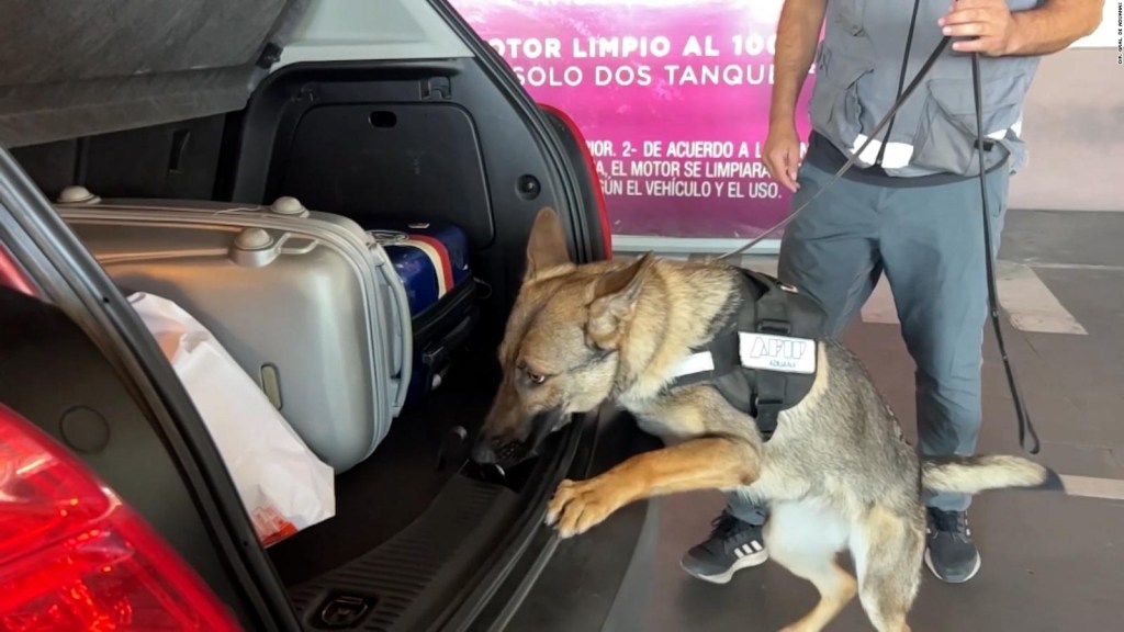 Este perro detuvo el ingreso de más de US$ 100.000 a Argentina