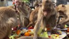 Voluntarios y turistas dan frutas y verduras a monos callejeros en Tailandia