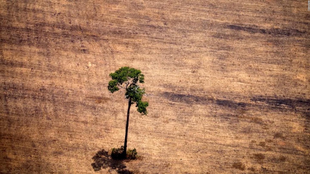 La Unión Europea limitará productos vinculados a la deforestación