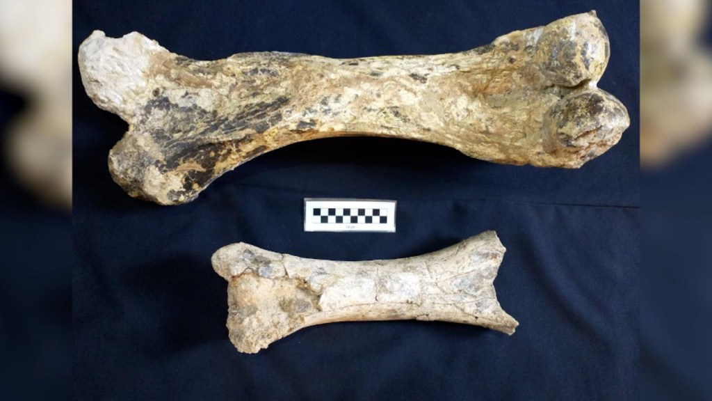 Hallan restos de mamíferos gigantes de hace 200.000 años en Buenos Aires