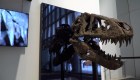 ¿Cuánto pagarías por el cráneo de un Tiranosaurio rex?