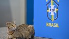 Brasil recibe denuncia por maltrato animal, según informes