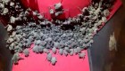 Una mujer salvó cientos de murciélagos congelados por el temporal