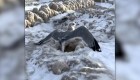 Una pareja salvó a docenas de gaviotas que quedaron atrapadas en el hielo