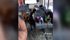 Perros bien comportados toman el bus y se hacen virales
