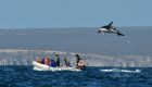Mira esta invasión de delfines oscuros en la Patagonia argentina
