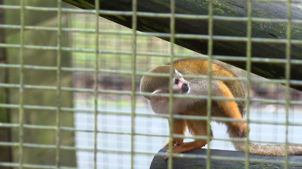 Roban 12 monos ardilla de un zoológico de Louisiana