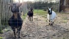 Cuatro cabras pigmeas de un zoológico en México fueron cocinadas para una fiesta