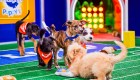 El Puppy Bowl XIX: participan perros con necesidades especiales