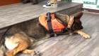 ¿Cómo se prepara a un perro rescatista para asistir en terremotos?