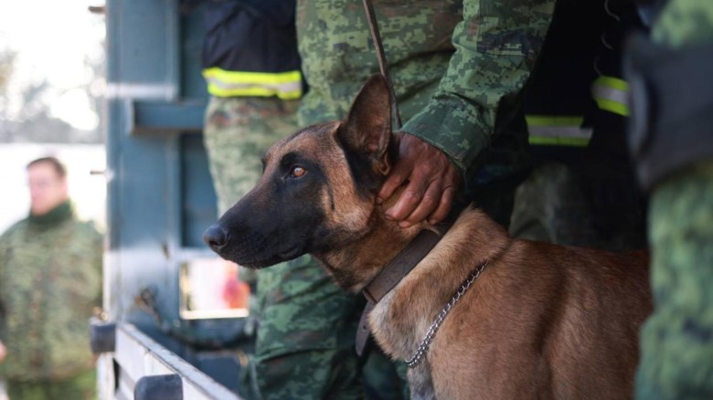 Así preparan a los perros rescatistas mexicanos para ayudar en catástrofes