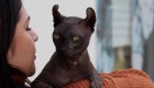 Rescatan a gato sin pelo y tatuado de una prisión en México